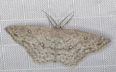 Cyclophora pendulinaria