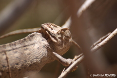 Chamaeleo chamaeleon chamaeleon