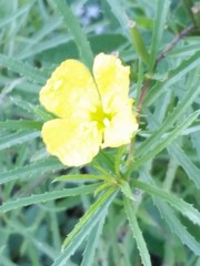Oenothera berlandieri pinifolia
