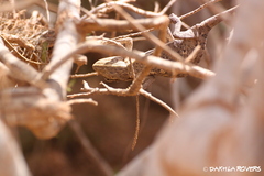 Chamaeleo chamaeleon chamaeleon