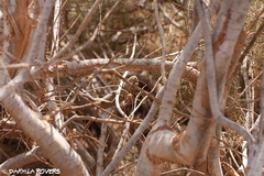 Chamaeleo chamaeleon chamaeleon