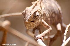 Chamaeleo chamaeleon chamaeleon