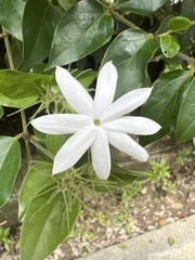 Jasminum dichotomum