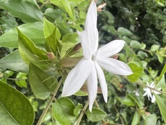 Jasminum dichotomum