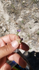 Githopsis specularioides