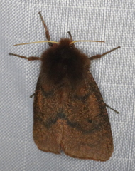 Phragmatobia assimilans