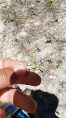 Githopsis specularioides