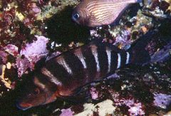 Chirodactylus spectabilis