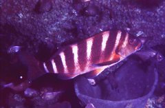 Chirodactylus spectabilis