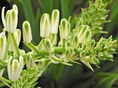 Albuca batteniana