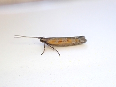 Chrysorthenches drosochalca