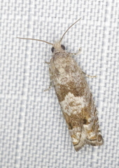 Epinotia solicitana