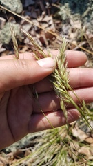 Helictotrichon desertorum