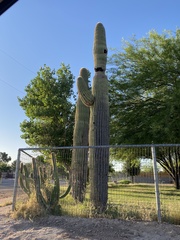 Carnegiea gigantea