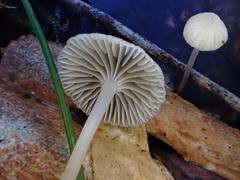 Mycena carmeliana