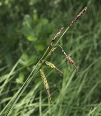 Carex barrattii