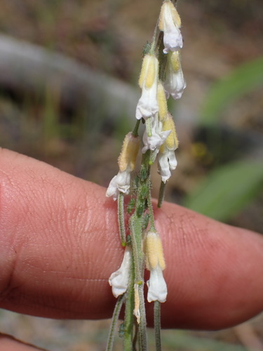Image of Boechera polyantha by no rights reserved