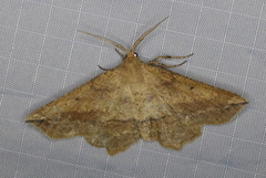 Euchlaena tigrinaria