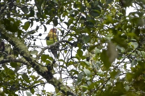 Rusty-faced Parrot (Hapalopsittaca amazonina)