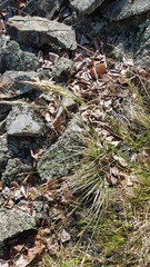 Helictotrichon desertorum