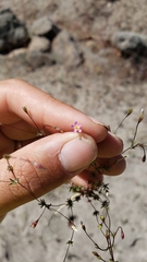 Leptosiphon bolanderi