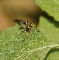 Neoitamus orphne