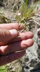 Helictotrichon desertorum