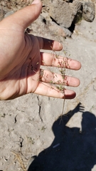 Leptosiphon bolanderi