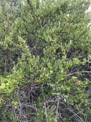 Ceanothus thyrsiflorus thyrsiflorus