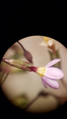 Leptosiphon bolanderi