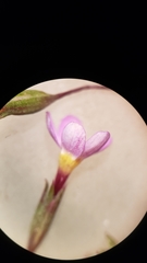 Leptosiphon bolanderi