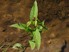 Asclepias incarnata incarnata