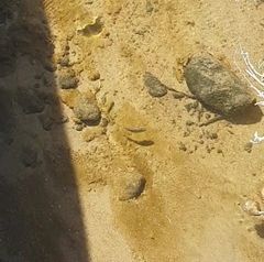 Cyprinodon salinus salinus