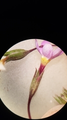 Leptosiphon bolanderi