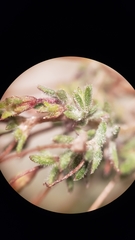 Leptosiphon bolanderi