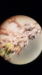 Leptosiphon bolanderi