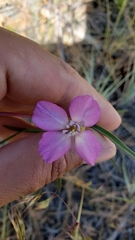 Clarkia lassenensis