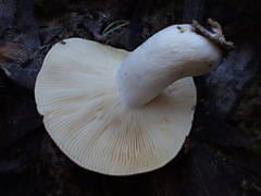 Russula neerimea