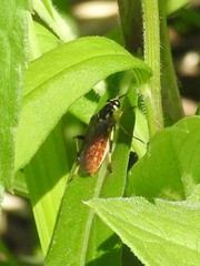 Xylomya tenthredinoides