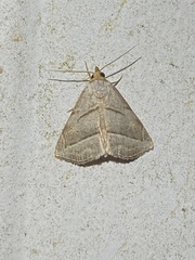 Oxycilla mitographa