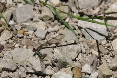 Argia tibialis