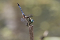 Pachydiplax longipennis