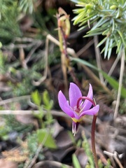 Primula conjugens
