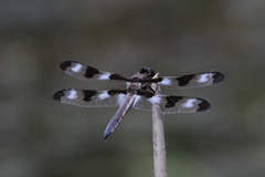 Libellula pulchella