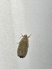Olethreutes furfuranum