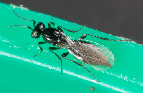 Platygastridae