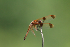 Libellula semifasciata