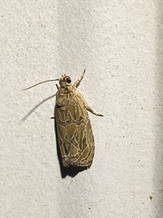 Olethreutes furfuranum