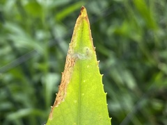 Phytomyza penstemonis