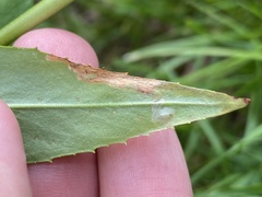 Phytomyza penstemonis